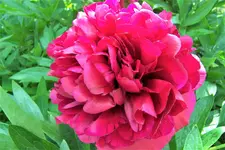 100_3984.webp