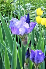 100_3990.webp