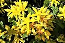 100_4004.webp