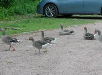 P1000716.webp