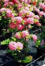 20170520_113840-002.webp
