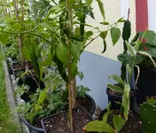 Chili unknown.webp