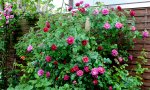 IMG_2241.JPG