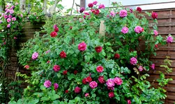 IMG_2241.webp