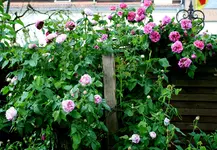 IMG_2240.webp