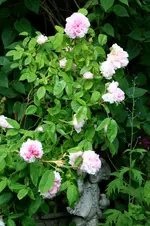IMG_2236.webp