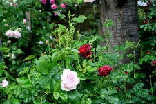 IMG_2227.webp