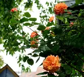 IMG_2224.JPG