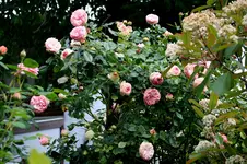 IMG_2213.webp