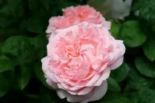 IMG_2209.webp