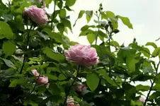 IMG_2203-001.webp