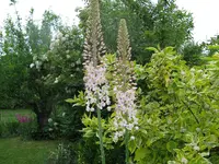 IMG_5489.webp