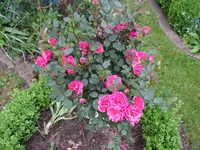 IMG_5492.webp