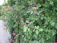 IMG_5488.webp