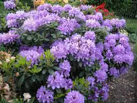 IMG_5479.webp
