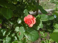P1000866.webp