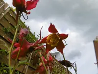 P1000868.webp