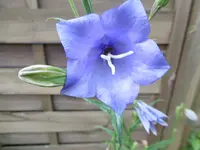 P1000871.webp