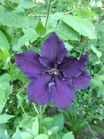 P1020020.webp