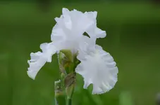 madeirabelle-.webp