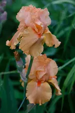 mandarine-.webp