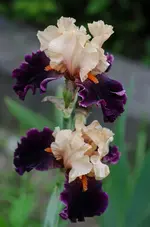 ozelott2-.webp