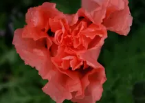 2017Mhn01.webp