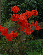 Azalee_Parkfeuer_knallrot_Blüte_24052017_800.JPG