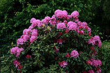 Rhodi lila_unten_Mitte_rechts_900.webp