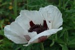 Staudenmohn_ganze Blüte_weiss_lila_makro_800.JPG