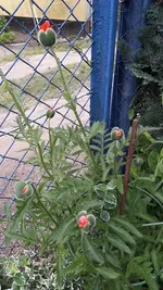 alles 005.webp