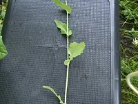 BILD6601.webp