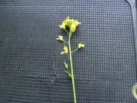 BILD6600.webp