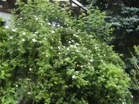 BILD6592.webp