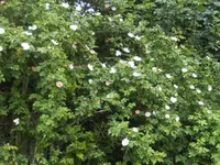 BILD6593.webp