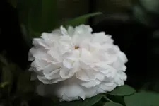 Jacques Cartier.webp
