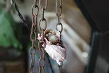 Billas Schnecke.webp