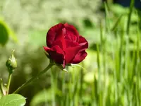 P1010712.webp