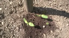 WP_201705.webp