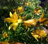 Taglilie17.webp