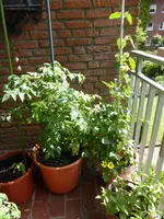 P1050723vorher.webp