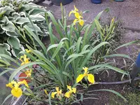 20170525_175503.webp