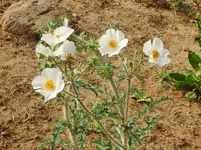 294.webp
