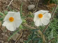 295.webp