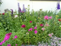 SAM_8015.webp