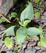 Ballomblume.webp
