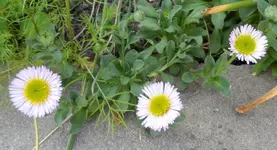 SAM_8019.webp