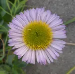 SAM_8020.webp