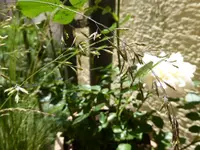 P1010742.webp