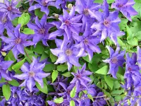 DSCI0486.webp